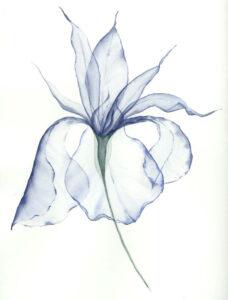 peindre des fleurs à l'aquarelle en transparence